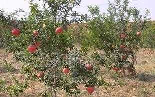 供應適合北方種植的果樹，助力北方特色水果產業發展