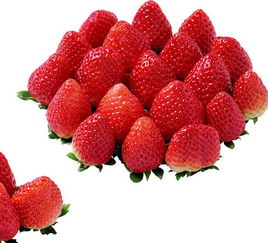 定格豐收的甜蜜 探訪上虞市丁宅鄉(xiāng)阿燦草莓種植場(chǎng)